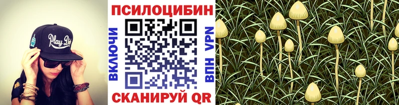 Галлюциногенные грибы Psilocybe  где найти наркотики  Сосновоборск 
